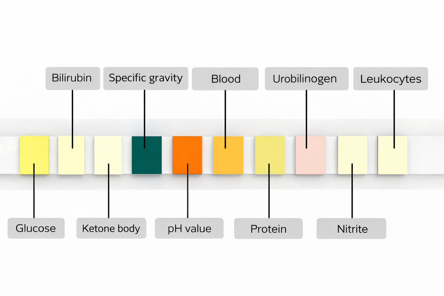 10 Parameter Test Strip